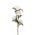 ROSA BIANCA (D18249)