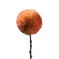 POM POM CORALLO (D18791)